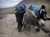 25. Kirgizi pakuja nasze graty na jaki