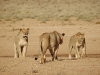 55(B)lwy, Kalahari RPA