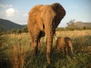 55(C)slonie RPA