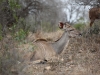 Botswana_P4T_039