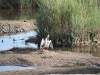 Botswana_P4T_049