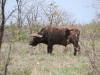 Botswana_P4T_059