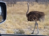 Botswana_P4T_118