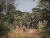 Botswana_P4T_144