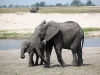 Botswana_P4T_206