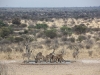 Botswana_P4T_268