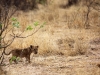 Botswana_P4T_296