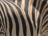 121zebra