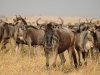 127gnu, Kenia