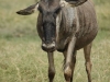 128gnu, Kenia