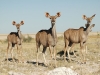 130impala, Namibia