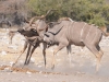 walka kudu